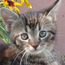 Profile picture